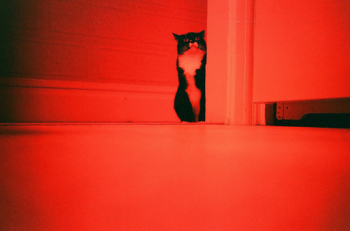 weird cat by terry.b on Flickr.