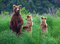 definitelydope:  Alaska Bears curbs 6333 web (by Gleb TARRO www.fotowalk.com) 