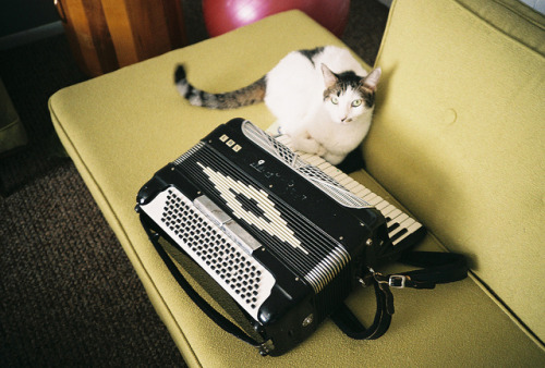 The Cat and Accordion by T-Terror on Flickr.