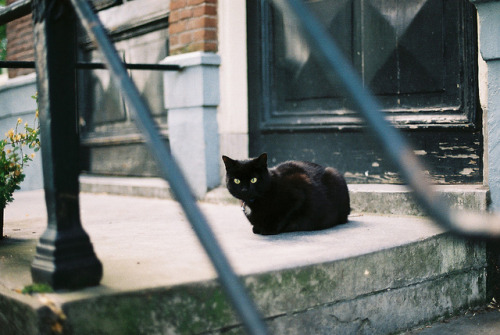 A black cat in Amsterdam by jorge zapico on Flickr.