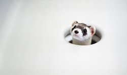 Allcreatures:  Black-Footed Ferret, Phoenix Zoo Photo: Pat Shannahan/Ap (Via Sfgate: