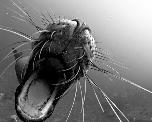 cordisre:  Open wide (di Ryan J Murphy) 