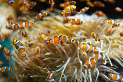 15steep:  Poissons Clown - Musée Océanographique de Monaco / Clown fishs - Monaco Oceanographic Museum (by FabricePics) 