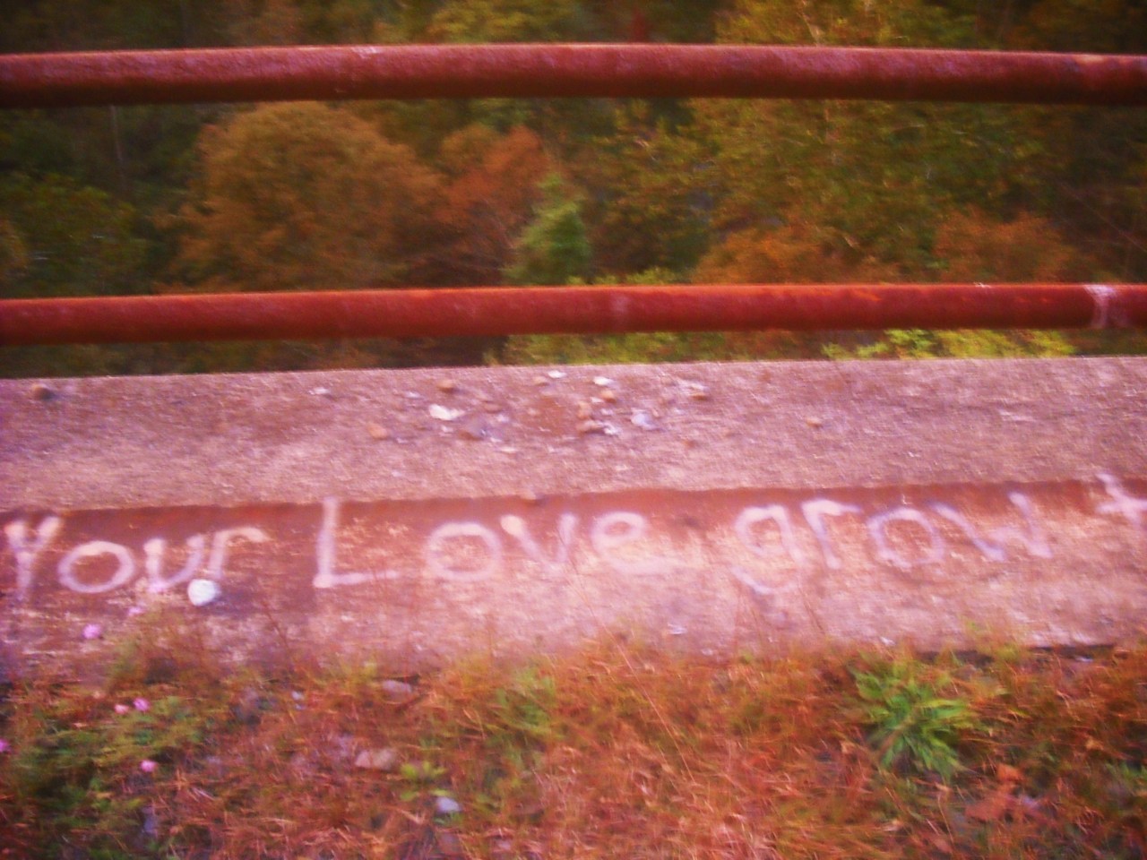 Let Your Love Grow