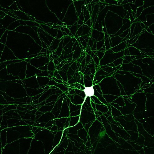 ohscience:mouse neuron