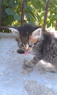 Wild kitten that befriended me ,only one out of 5 that would let me play with it,sadly animal control came and trapped them all before I could take her for myself  aww thats too bad! hes a cute little guy  