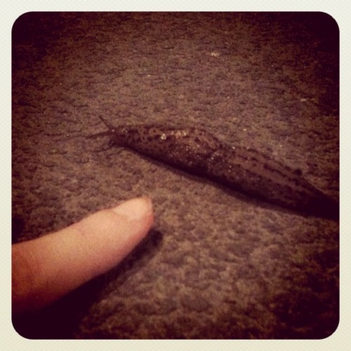 XXX Giant Seattle Slug (Taken with instagram) photo