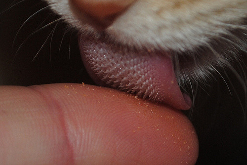 wearejohnlocked:  yayimontheinternet:  cosmic-angst:  apinkhippo:  Cat tongues are