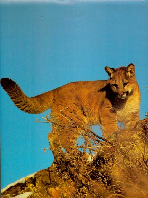 fernsandmoss: image from Desert: Magazine of the Southwest, May 1981