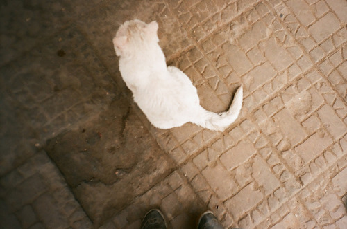 white cat by razbarabanilo on Flickr.