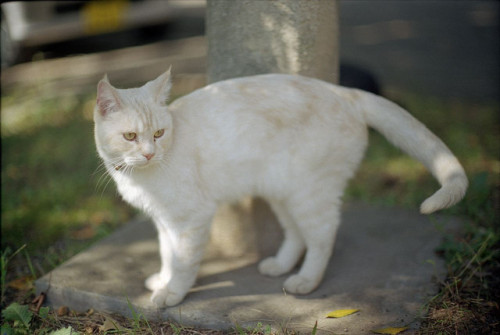 stone pillar and white cat (minolta SR-T101) by potopoto53age on Flickr.