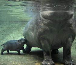 O-C-E-A-N-I-C:  Exoti-C:  There Aren’t Enough Hippos On Tumblr. This Is Legit The