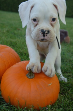 fuckyeahboxers:  Baby Bruno! 