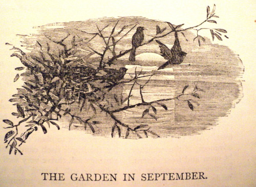 bonfires-n-hares: treselegant: The garden in September, Cassells family magazine 1884.