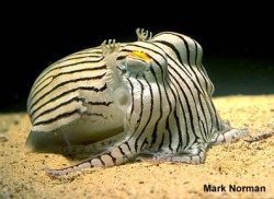 punkasaurusjess:  Okay, cuttlefish are totally