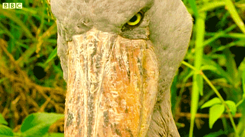 I AM THE SKYWARD SWORD BIRD, AND I DO EXIST; I AM THE SHOEBILL.