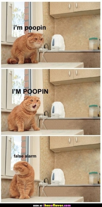 lifeofateenagefangirl:  japanesesentences:  ウンチしてるよ！  This will never