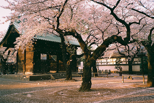 ethertune:  (By pikahamuko_517)