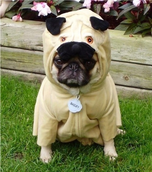 windyasylum: bittergrapes: sleepwalkerindreamersclothing: gabnut: is that a  pug in a  pug