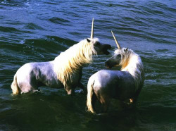 oh wait, here, have some unicorns! &lt;3