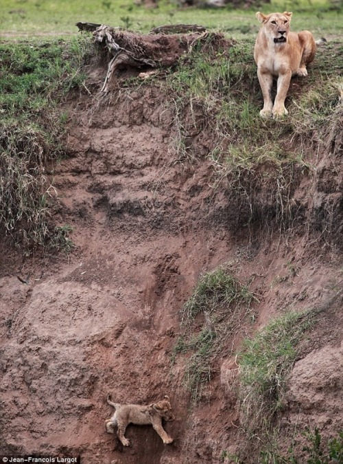 suddenlyapples:tastefulchicken:asskaban:In Kenya, a lion cub fell down a steep cliff, but fortunatel