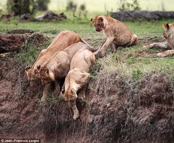 frankenstyling:  zoubaneh:  spiracles:  iamtwiggy:   defranco: In Kenya, a lion cub