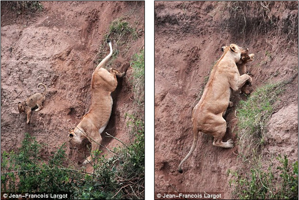 frankenstyling:  zoubaneh:  spiracles:  iamtwiggy:   defranco: In Kenya, a lion cub