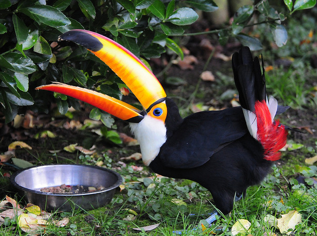love-toucan:
“ by gary.shooey on flickr
( Toucan )
”
baahahaha
toucan are you dancing?