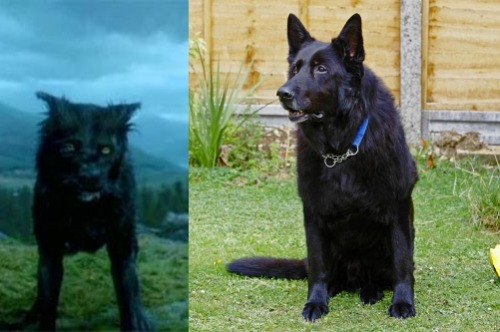 thedailywhat:Adopt An Animagus of the Day: The ten-year-old black German Shepherd best remembered fo