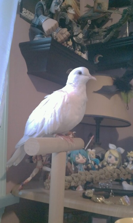 Sitting on his new desk perch. He’s porn pictures