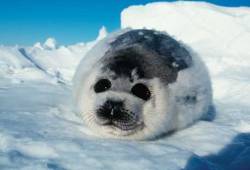 animalslifesmatter:  baby seal 