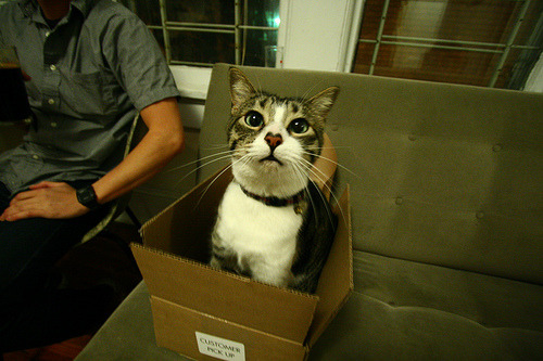 “You came by car? I came by box!”
Photo by ©dangerismycat