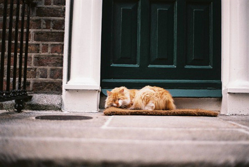 Sleeping cat by Áine on Flickr.