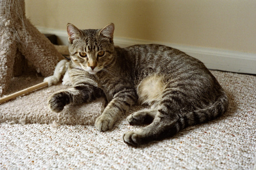 Jackson Cat Tree, April, 2011 by Maggie Osterberg on Flickr.