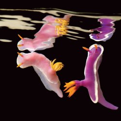 chailatteplease:  Pink and purple nudibranch.  i am the purple one