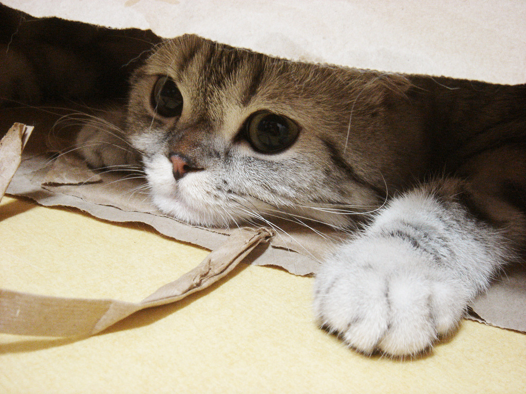 yuramaro:  My favorite paper house !! (via yellow cloud) &copy; 2011 yellow