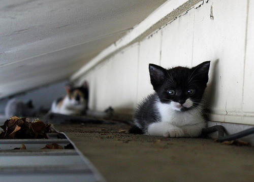 “My mom said never talk to strangers. You’re really stranger, human. Get lost!”
Photo by ©gemgirlart