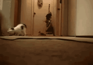 boyastronomer:  toocooltobehipster:  Kittens run from the dreaded Vacuum cleaner