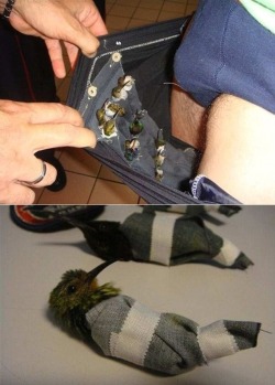 nursejack:  thedailywhat:  Bird Brain of the Day: A Dutch man acting suspiciously at Rochambeau airport in Cayenne, French Guiana was caught with over a dozen live hummingbirds stuffed down his pants. The smuggler sewed special compartments for the birds,