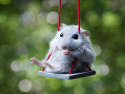 fat-animals:  thatsapokemon:  Animals do not come with their own swing. POKEMON.  A “hamster” that is fat.