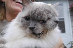 G4B0Spawn:  Life:  The World’s Longest Surviving So Called “Janus” Feline At