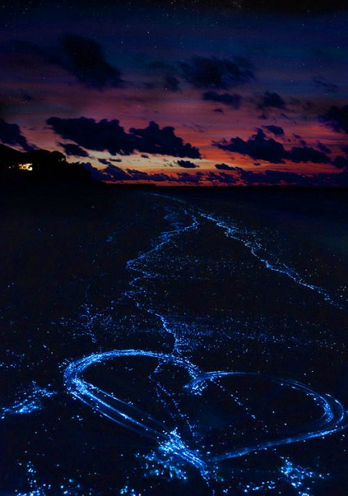 sakurakyokokawaiine:  Sparkle Motion The bioluminescent algae Noctiluca scintillans is also known as