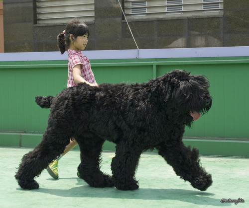 blackrussianterrier: Black Russian Pony? i waaant ooone