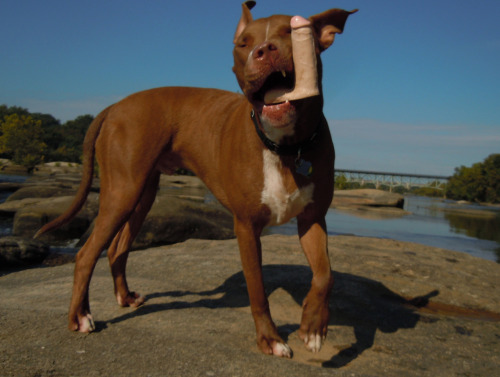 Sweet potato dog chew toy