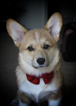 washthecorgi:  My little Welshman is very dapper in his Doctor Who tie :)  