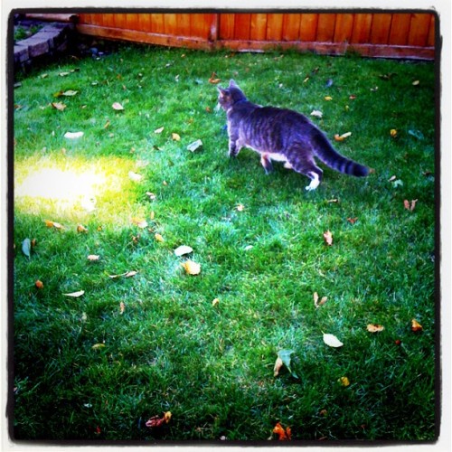 I was working in my office and heard a cat fight. Mittens, one of our cats, was defending our back yard against another cat. I really don’t like the sounds of a cat fight! (Taken with instagram)