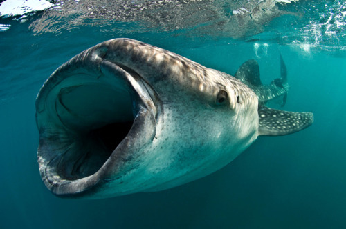animalstalkinginallcaps:   DARLING I, CAN’T GET ENOUGH OF YOUR LOVE, BABE. AND