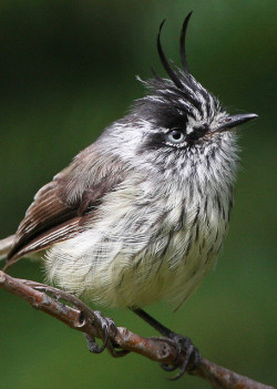 fat-birds:  fat-birds:Tufted Tit-tyrant by polarlow on Flickr. a swell guy