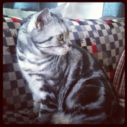 karosso:  #cat #americanshorthair #猫  (Taken with instagram) 