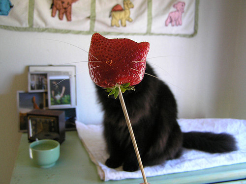 Meow. Meow. Meow.